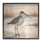 Stupell Industries Sunlit Sandpiper in Shallow Water Black Framed Giclee Art, design by Susan Arnot